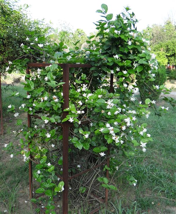 Jasminum sambac